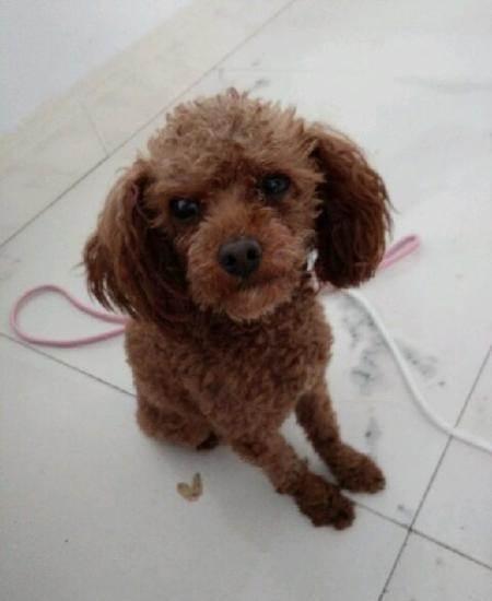 喜讯!100%纯小体型泰迪