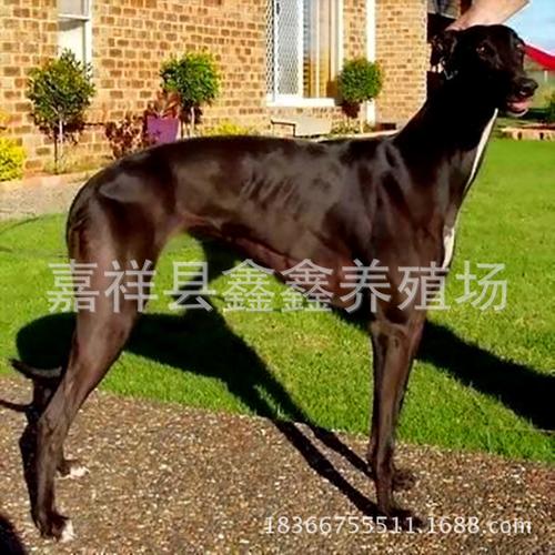 猎捕野物格力犬价格 三个月的黑格力犬价格 格力犬抓兔视频