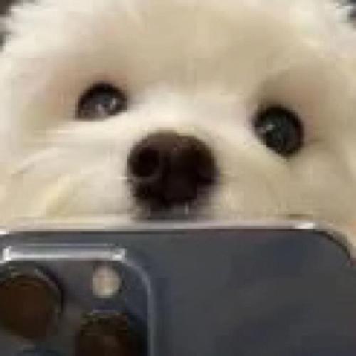 有没有这种狗狗拿手机自拍的头像
