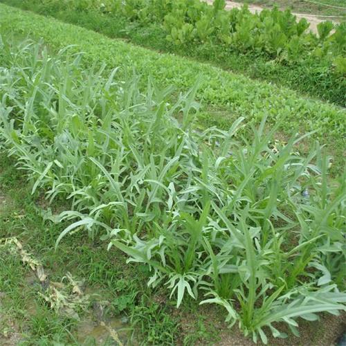苦麦菜种子野生老品种 山苦苣种籽花籽 野草野菜麻菜鹅菜
