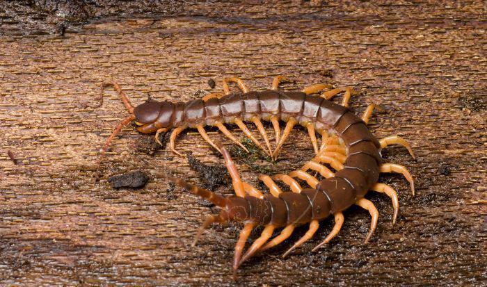 原创世界最可怕的十种蜈蚣, 体长近半米实在太吓人