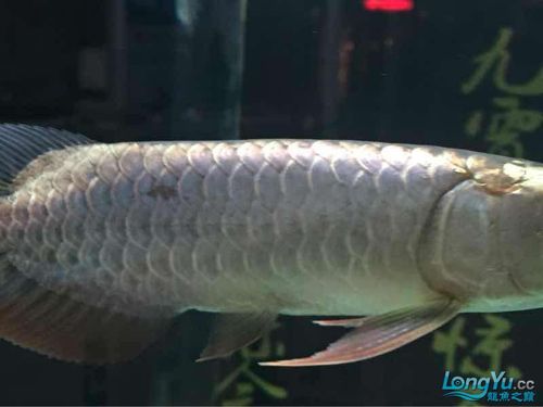 帮忙看下龙鱼的鳞片是怎么回事