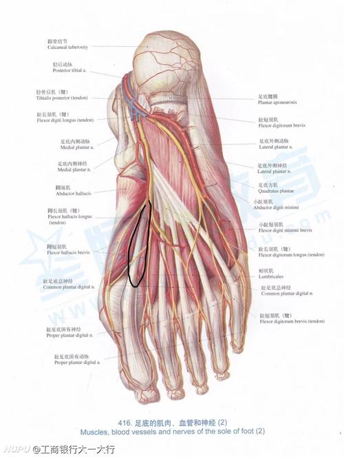 足底连接大脚趾那条肌腱偶尔绷紧,有疼痛感,大兄弟有人知道是啥吗?
