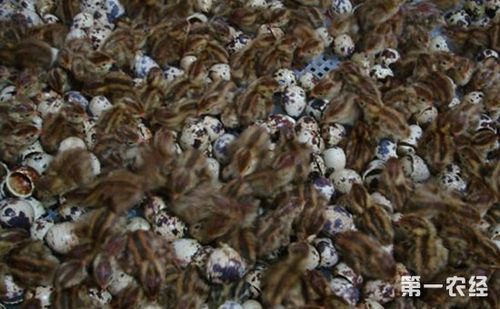 鹌鹑雏鸟     一,雏白痢     病症:雏白痢是常见危害大的细菌性