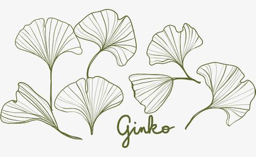 银杏叶卡通叶子简笔画