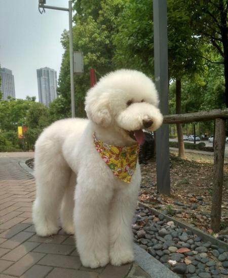 奶白色,香槟色纯种巨贵宝宝出售