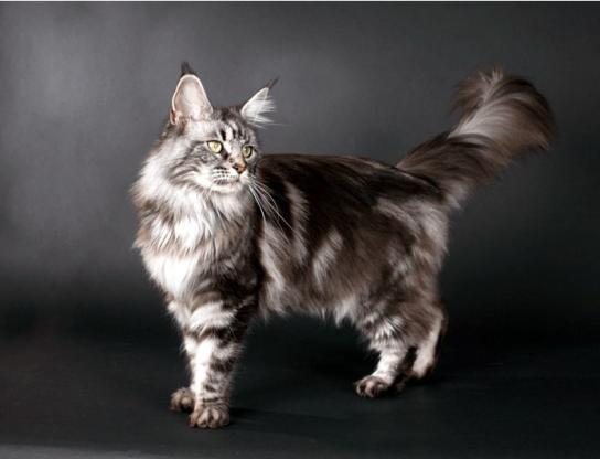 猫的品种大全,看看你心仪哪