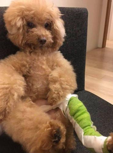 小贵宾玩耍时不小心骨折,看到它打上石膏的样子……主人笑了!