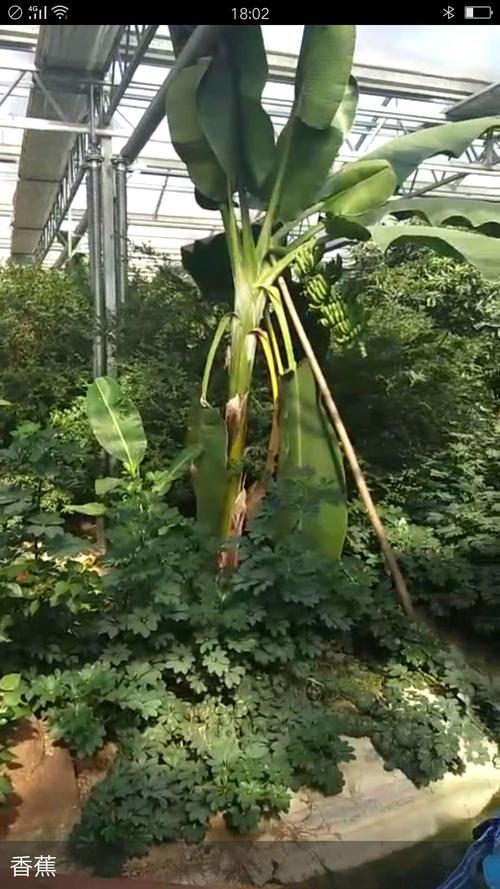 老师教过香蕉是长在树上的  原来它是这样长大的