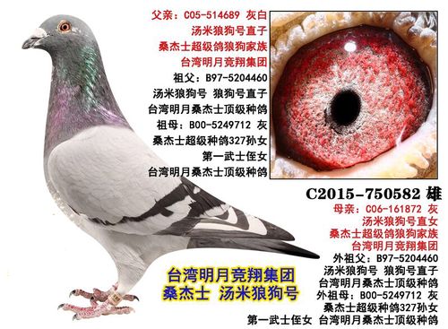 桑杰士狼狗号