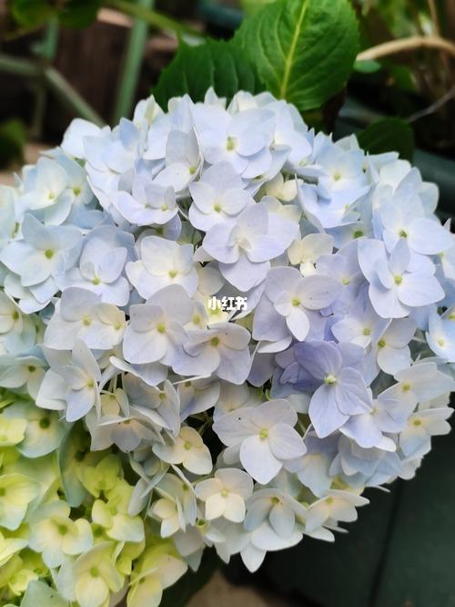花神 花手鞠_绣球_家居家装_家居装饰