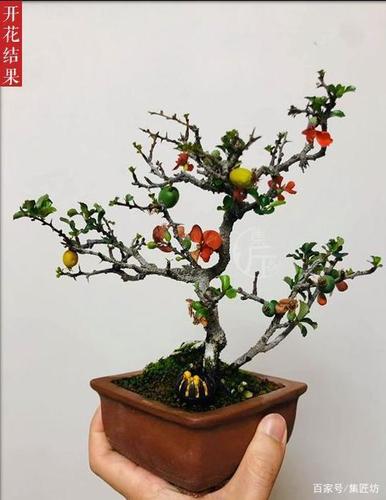 "投我以木瓜,报之以琼琚"木瓜海棠——长寿梅盆景养护