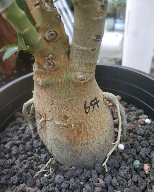 长得好好的沙漠玫瑰突然根部就发软,是缺水还是生病了