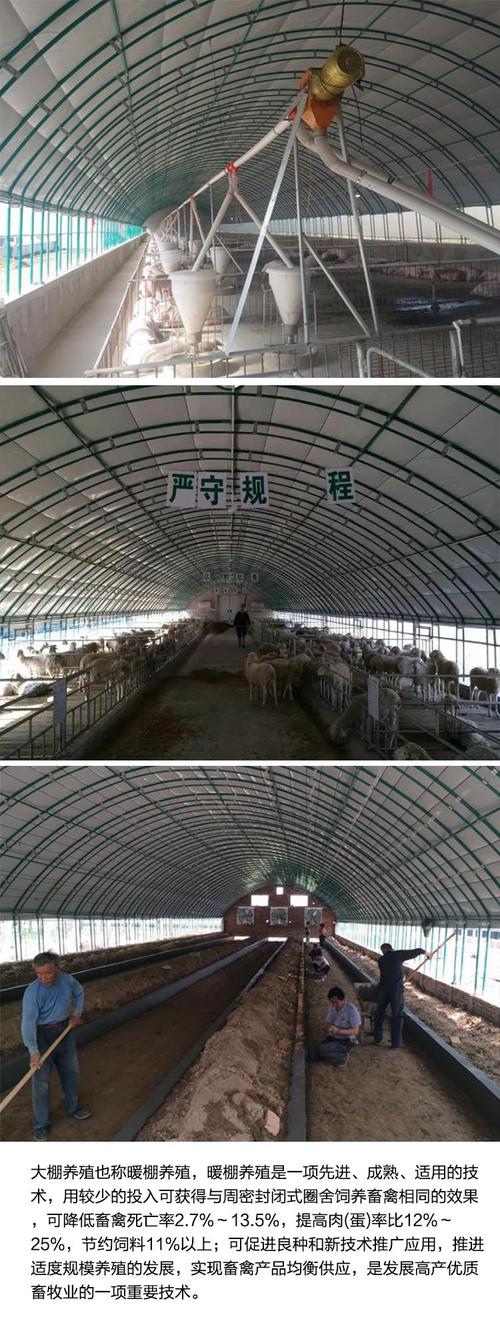 羊棚搭建方法 养羊棚安装 拱形大棚 羊舍建造