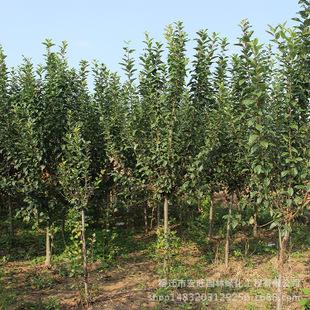 西府海棠树苗批发园林工程绿化苗木行道风景树西府海棠花苗