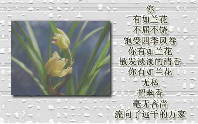 &nbsp; 注: 原"兰花颂", 现题目已更新"风雨中的兰花" 中第二首诗"
