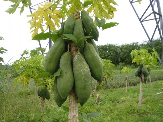 盆栽地栽青木瓜苗木瓜果树苗绿植植物 番木瓜果树苗全国种植