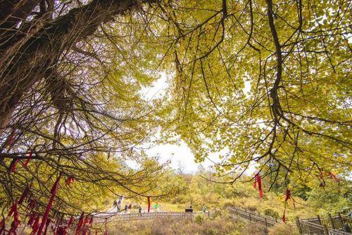 贵州长顺县4700多年银杏王又黄了