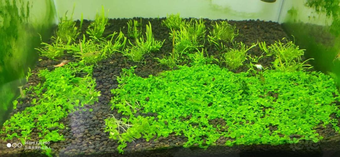 【水草】出前景水草迷你矮珍珠和趴地珍珠