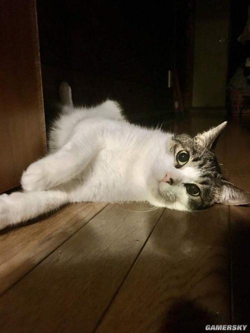 日本男子用猫毛做成假发走红后网友爆笑