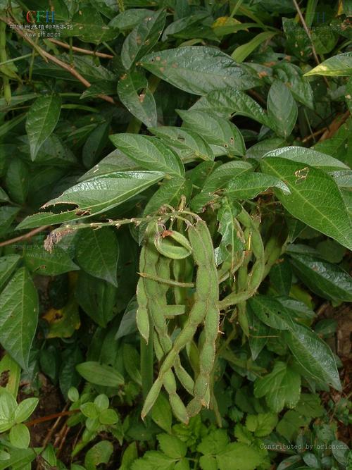 巴人草,扁草子,草鞋板,豆子草,逢人打,旱蚂蝗,蚂蝗草,拿身草,中药名