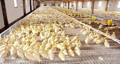 养鸭的占了很大的比例,养鸭又分为蛋鸭和肉鸭两种,养殖速生大棚鸭的
