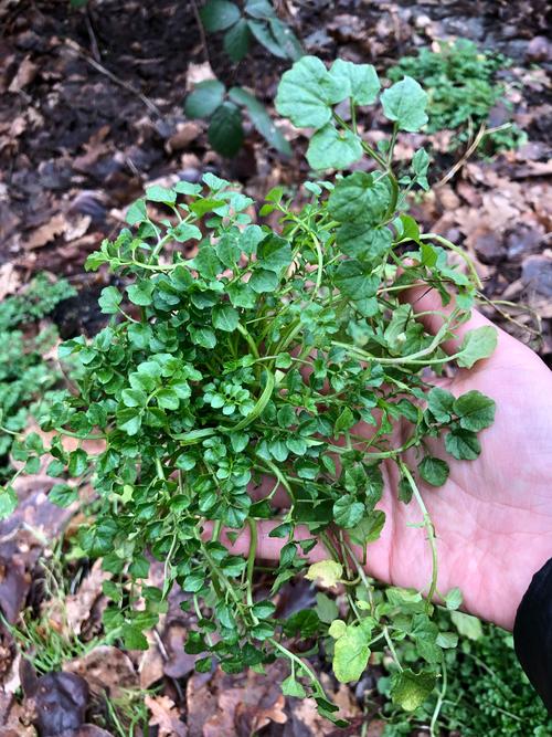 春在野地碎米荠