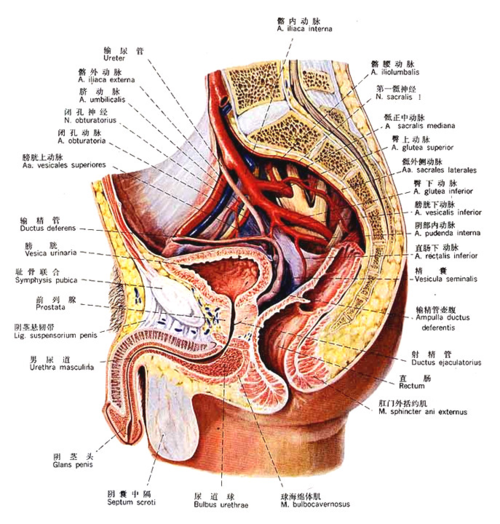 微创泌尿解剖泌尿系统