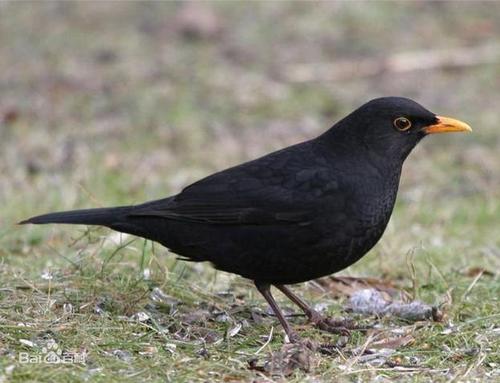 帮我看看这个手表多少钱 0回答 30  乌鸫 这个是雏鸟