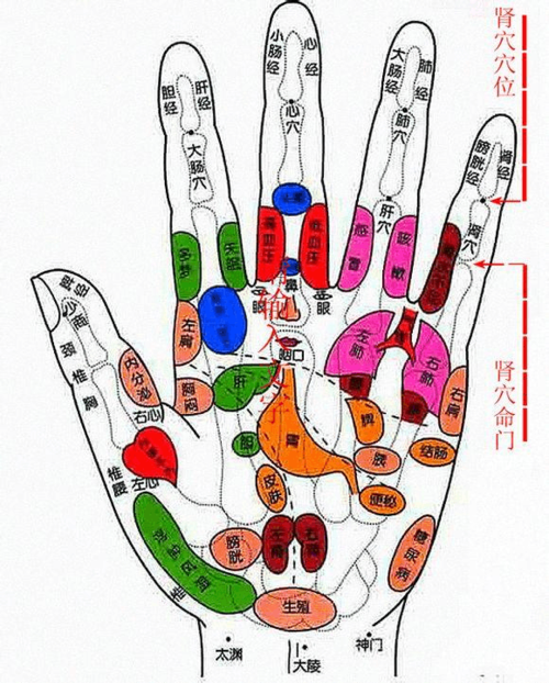 手指对应身体各个部位的经络