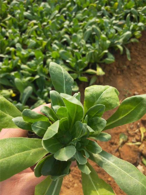 金盏菊花 金盏菊工程苗 金盏菊双色盆 华彬花卉基地直销