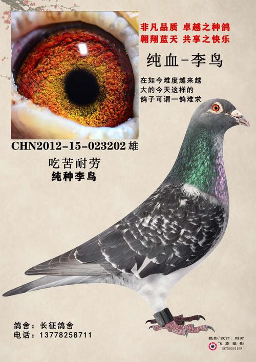 信鸽特征编 号:685880鸽 名:精品优秀种鸽{李鸟}系羽 色:雨点眼 砂:黄