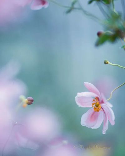 4年只拍一朵花,摄影小白逆袭成大神!数万网友在线催更