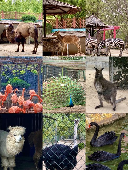 其实我们郑州市的动物园也不错92门票才3090_动物