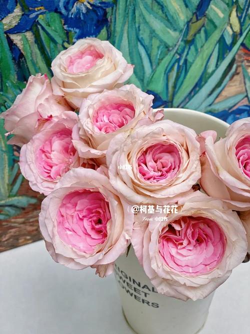 【进口玫瑰】厄瓜多尔-新娘梅拉bridal pink_厄瓜多尔