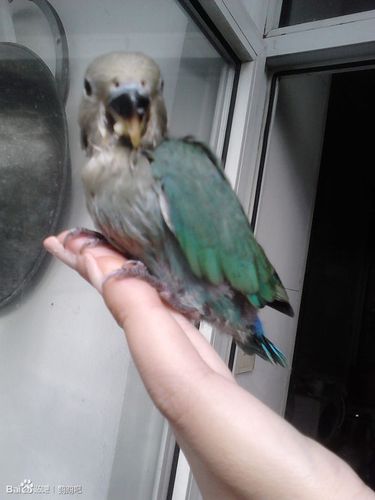 我家的牡丹鹦鹉嘴上有黑色一块,老板说是幼鸟还没长大