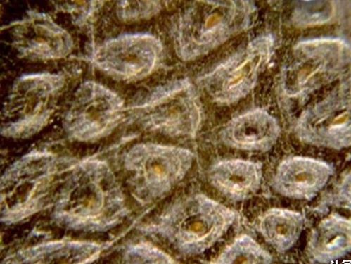 犀角驴蹄子水牛角怎么区分