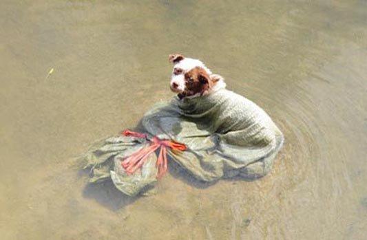 少年勇救被装进麻袋丢弃河中的小狗(图)