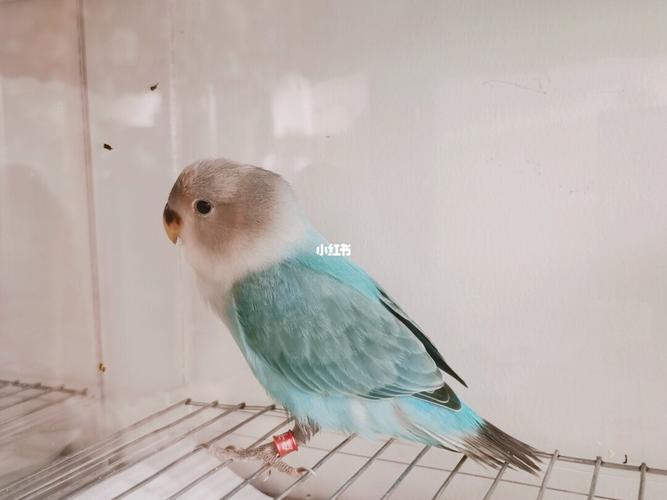 牡丹鹦鹉宝宝松石闪_牡丹_松石_牡丹鹦鹉_宠物_宠物