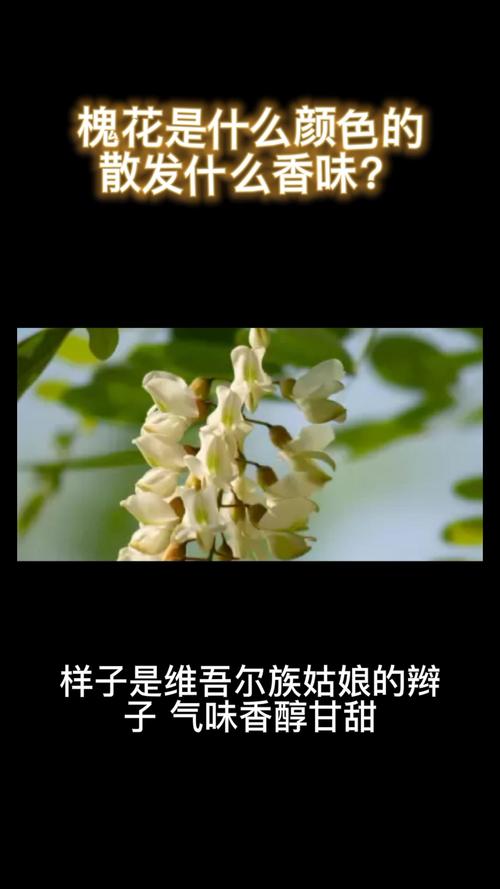 槐花是什么颜色的散发出什么香味