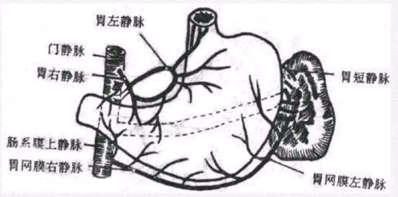 沿胃冠状静脉(即胃左静脉)及胃短静脉的食管静脉,通过食管静脉丛与奇