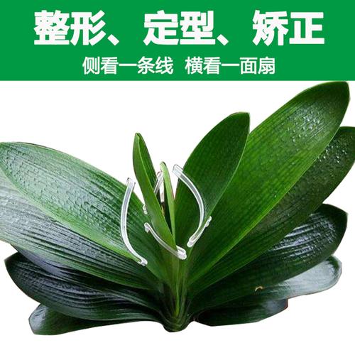 君子兰纠正器定型叶片整形扶正矫正线固定夹校正定形造形修型通用
