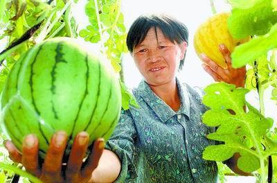 西瓜节影响大了经纪人多了市场渠道逐步完善了 中牟帮瓜农扔掉"拐棍儿