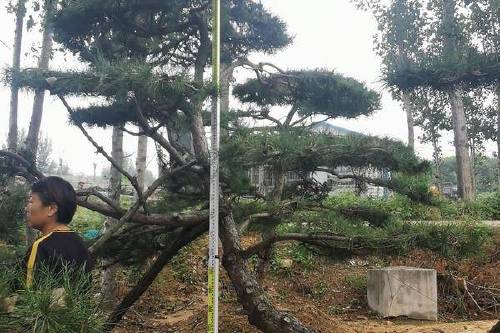 0/棵 造型油松  造型黑松,景观松,物美