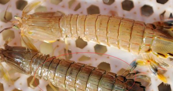 如何区分皮皮虾公母卖虾大哥掌握3个技巧轻松区分出来