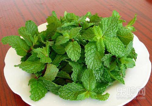 薄荷与什么相克,薄荷与什么不能一起吃