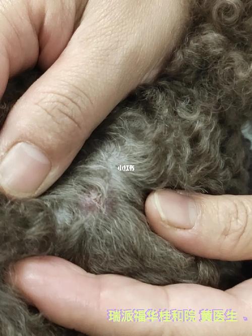 贵宾犬 浅层脓皮症_贵宾犬_广佛.智城自由行热门攻略
