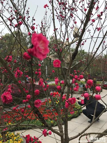 重庆南山植物园