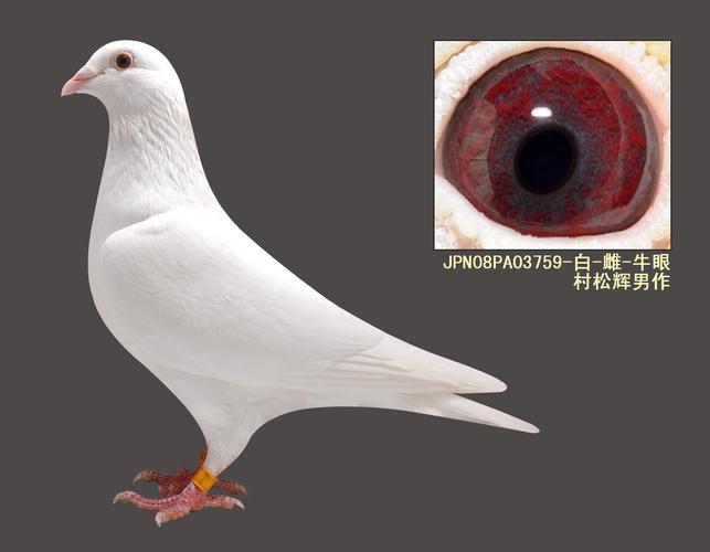 纯白色鸽