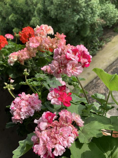 天竺葵——迪龙_天竺葵_简陋田野自由行热门攻略_养花